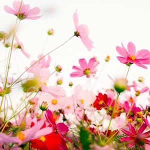 Meet your Posher, Elisa